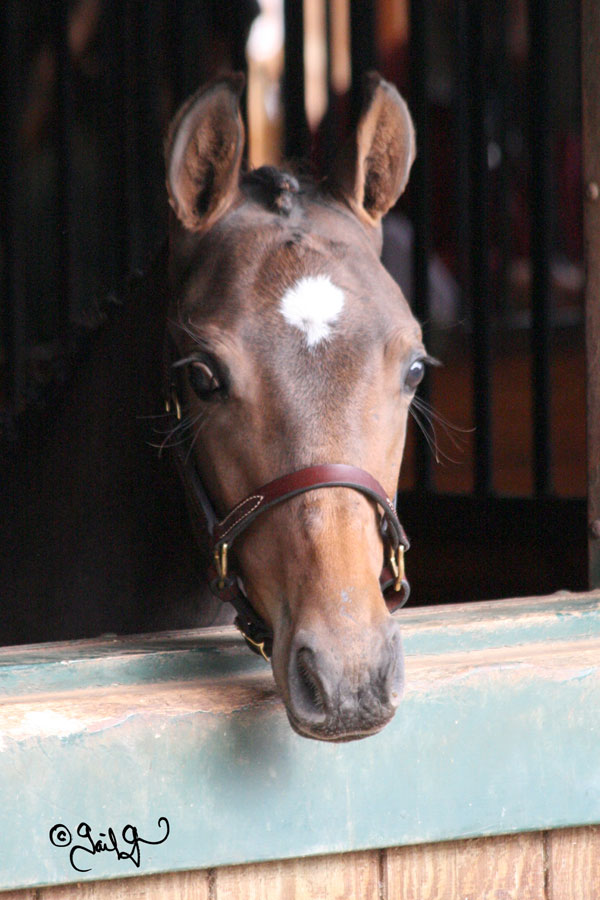 Holsteiner foal