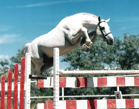 Holsteiner stallion Caracas by Cor de la Bryere